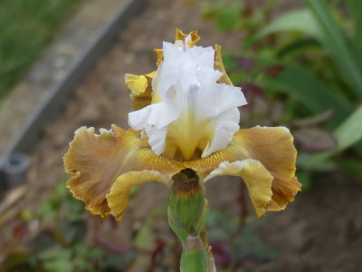 Iris Germanica ,, Going Green ,, New for 2020