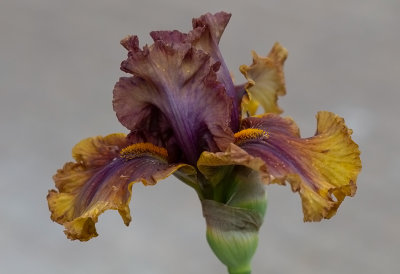  Iris Germanica,, Harvest Maiden ,, New for 2020