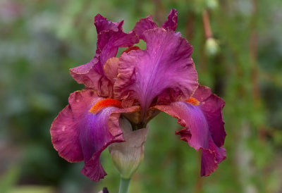 Iris Germanica,, Sambuca Rosa ,,