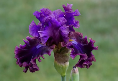  Iris Germanica,,Electric Candy,, New for 2020