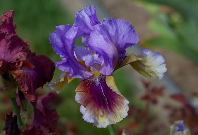  Iris Germanica ,, Lights Camera Action ,, New for 2020