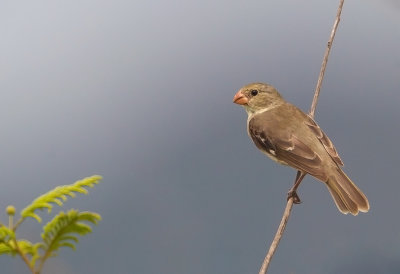 Drab Seedeater (f)