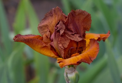  Iris Germanica ,,Maple Treat,, New for 2020