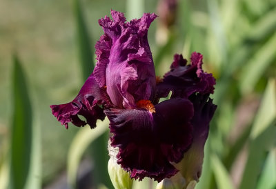  Iris Germanica,, Rarer Than Rubies ,, New for 2020