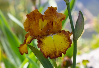  Iris Germanica ,,Atomic Flame ,, New for 2020