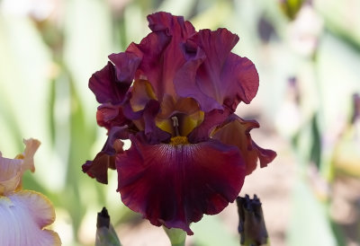   Iris Germanica ,,  Rip City,, New for 2020   Almost Red ,,,
