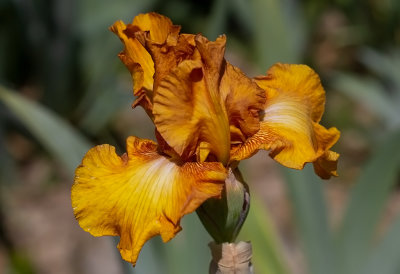 Iris Germanica,, Oranje Members ,,