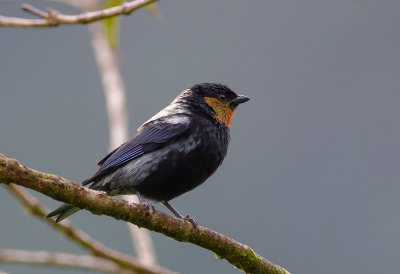 Silver-backed Tanager-(M)