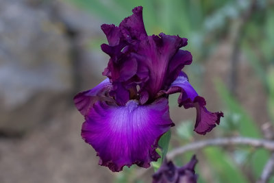  Iris Germanica ,, Badlands,,