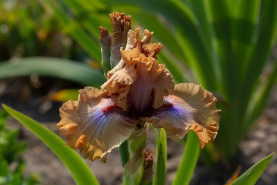  Iris Germanica ,, Love Actually,, New for 2020