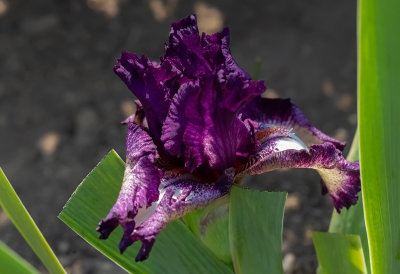 Iris Germanica ,, Gallery ,, New for 2020