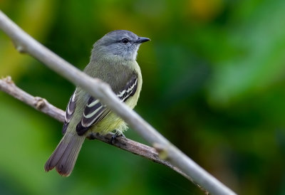 Yellow-crowned Tyrannulet.
