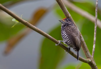  Speckle -chested Piculet