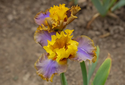 Iris Germanica ,, ??  ,,