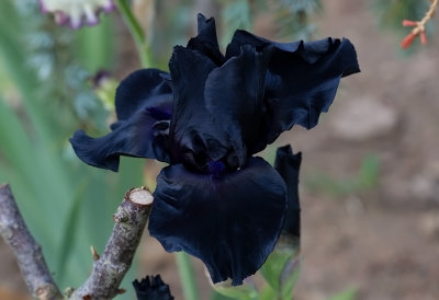 Iris Germanica ,, Black Suited,,, New for 2020  The last one