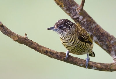 Lafresnay's Piculet.(F)