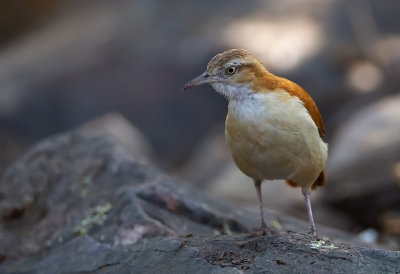 Pale-legged Hornero