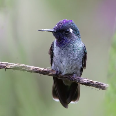 Violet-headed Hummingbird.