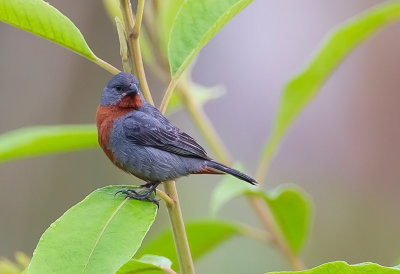 Chestnut-bellied Seedeater