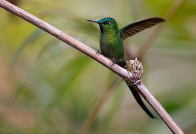 Long tailed-Sylp.