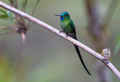 Long tailed-Sylph