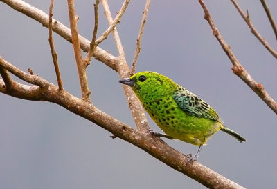 Yellow-bellied Tanager.