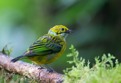 _Silver Throated-Tanager