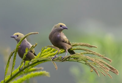 Palm Tanager