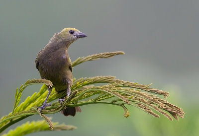 Palm Tanager.j