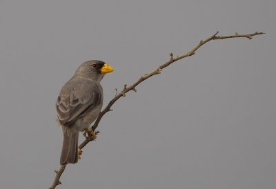 Cinerous Finch