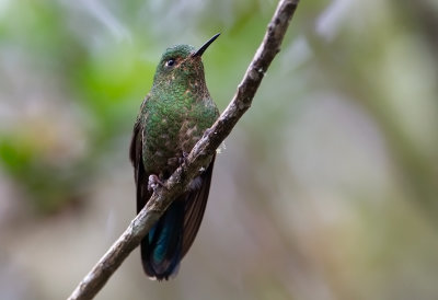 Viridian Metaltail (f)