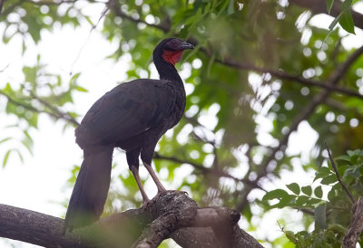 White-winged Guan