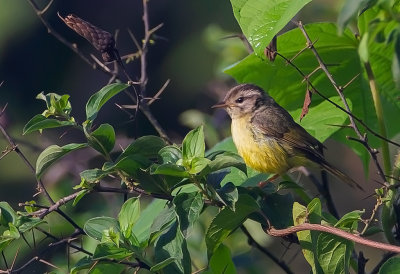 Grey-and-Gold-Warbler.