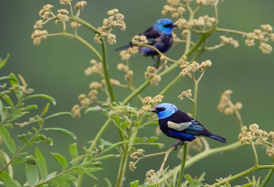 Blue-necked Tanager