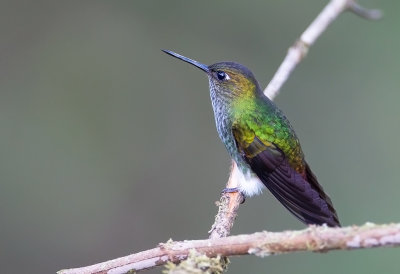 Greenish Puffleg.