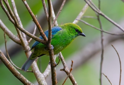 Dotted Tanager