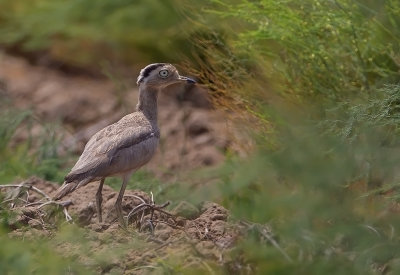 Peruvian Thick-Knee.