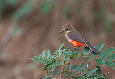 Vermillion Flycatcher (f)