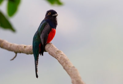 Blue-crowned Trogon