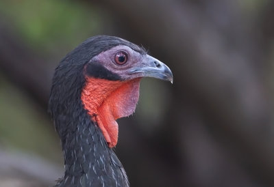 White-Winged Guan