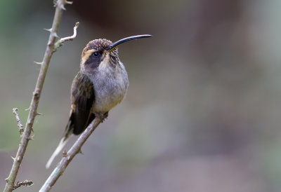 Scale-throted Hermit