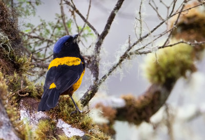 Golden-Backed-Mountain--Tanager