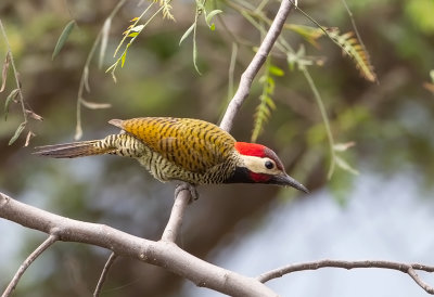 Black-Necked Woodpecker.