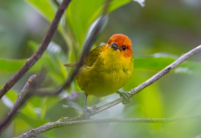 Rust-and-Yellow Tanager.