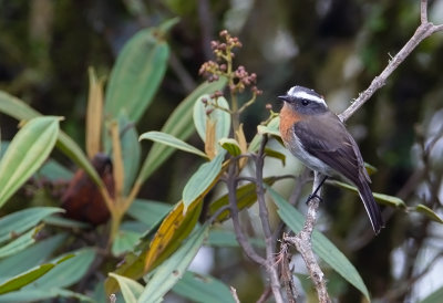 Rufous-Breasted Chat-Tyrant.