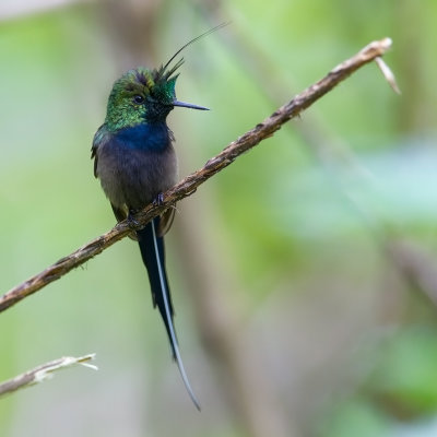 Wire-Crested Thorntail.