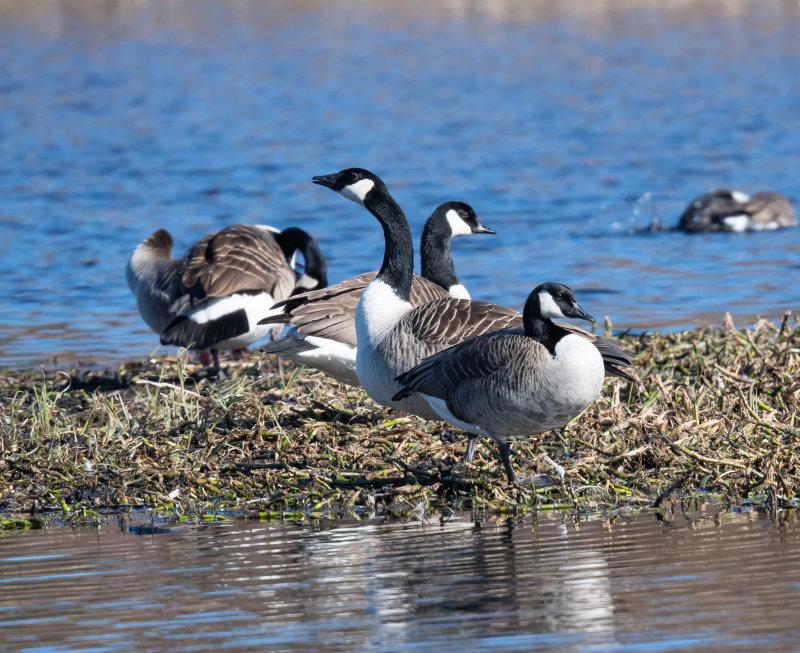 Canada Goose