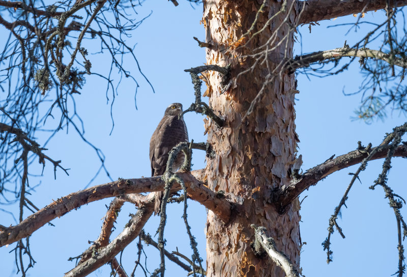 	Eurasian Sparrowhawk