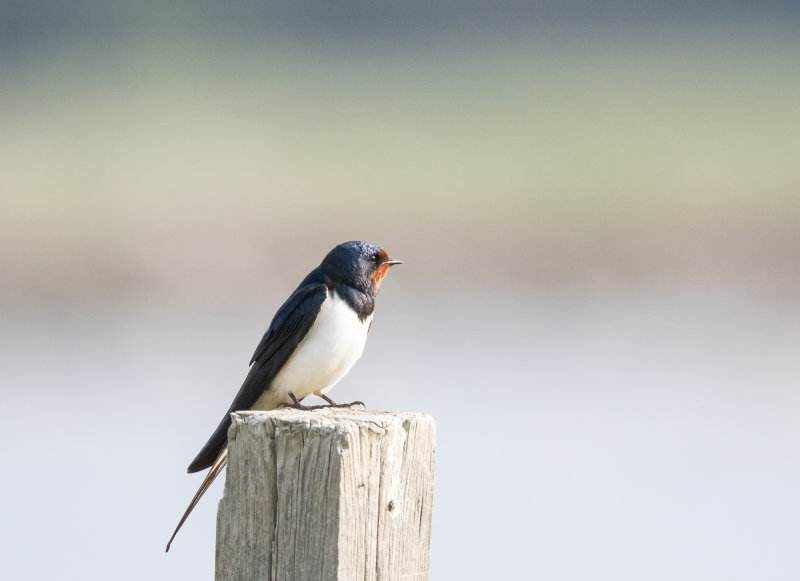 Barn Swallow