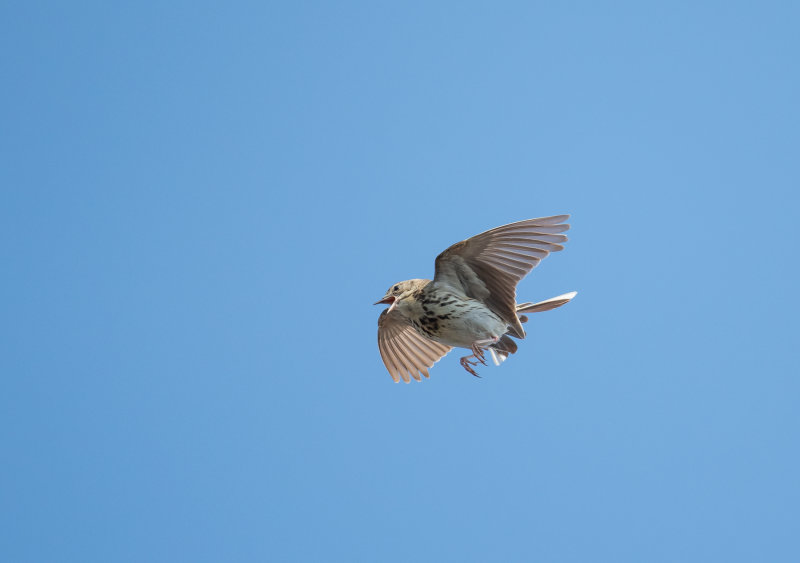 Tree Pipit